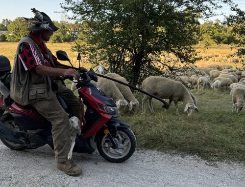 Schäfer Luk sorgt sich um seine Herde